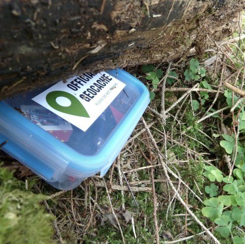 Geocache unter einem Baumstamm