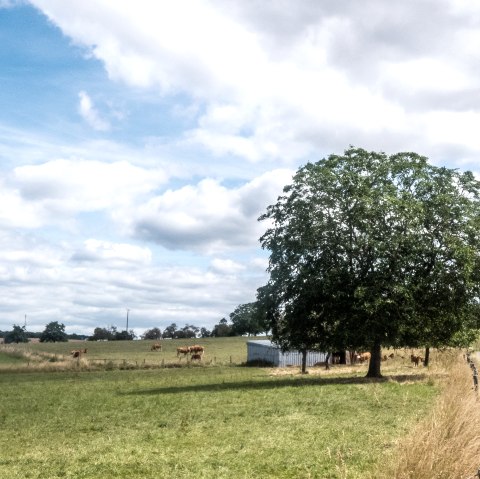 Ausblick auf dem Bitburger LandGang Zum Trindel, © TI Bitburger Land