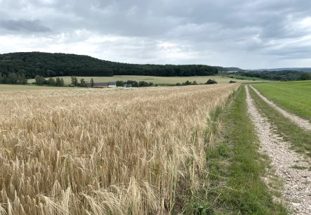 Unterwegs auf dem Wanderweg 1 in Oberweis, © Daniel Köhler