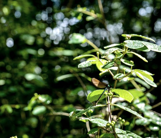 Libelle im Königswäldchen, © TI Bitburger Land