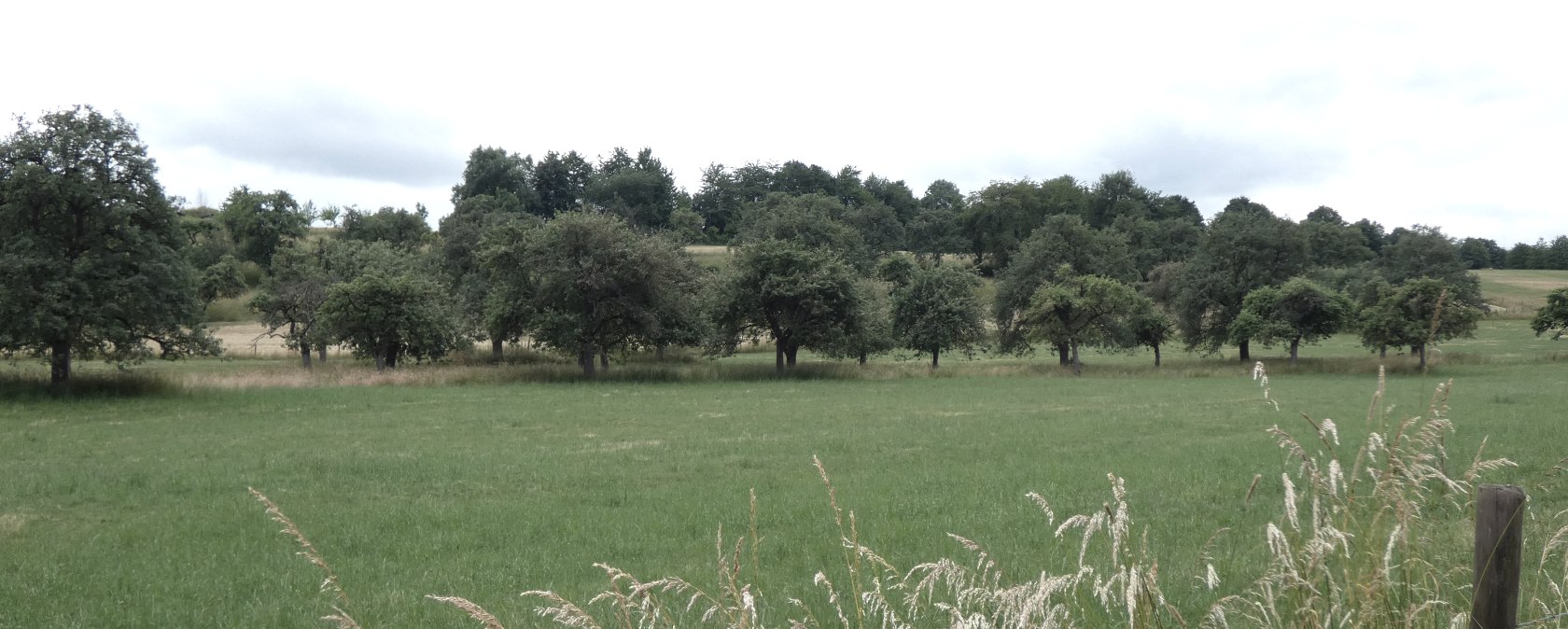 Streuobstwiesen bei Fließem, © TI Bitburger Land