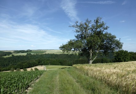 Ein Traumplatz zum Picknicken und Genießen, © NaturAktivErleben