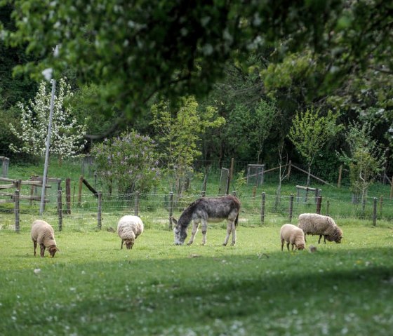 Esel und Schafe
