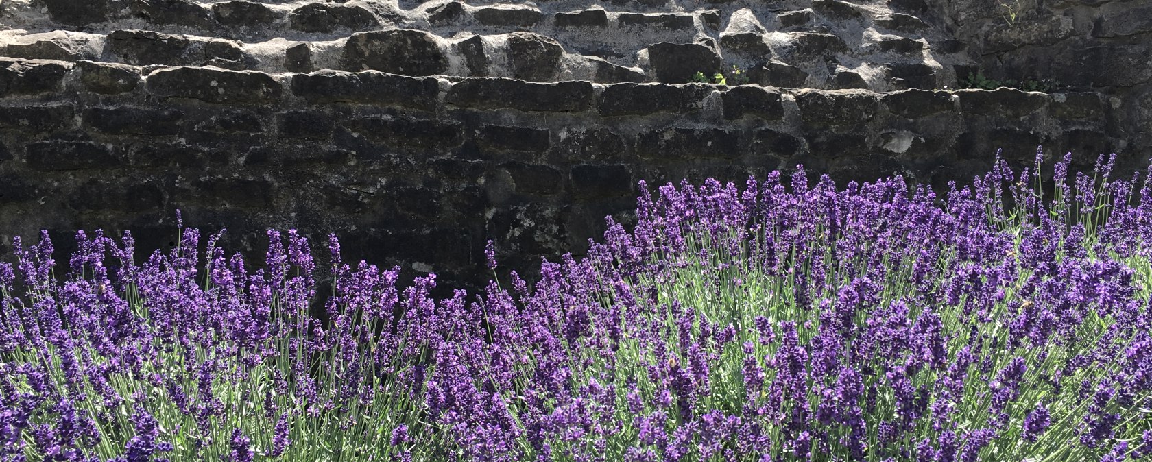 Lavendel Römermauer, © TI Bitburger Land