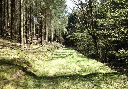 Schöne Waldpassagen, © NaturAktivErleben