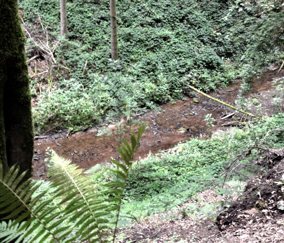 Gewässerlehrpfad Echtersbach, © Tourist-Info Bitburger Land