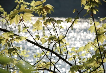 Blick auf den Stausee, © Tourist-Information Bitburger Land