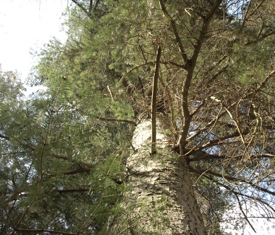 Baum beim Wald-Wichtel-Weg, © N. Müller