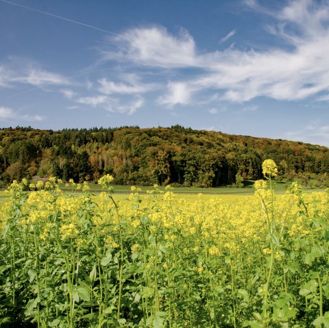 Blick auf den Wolsfelder Berg - Rundwanderweg Nr. 71, © TI Bitburger Land