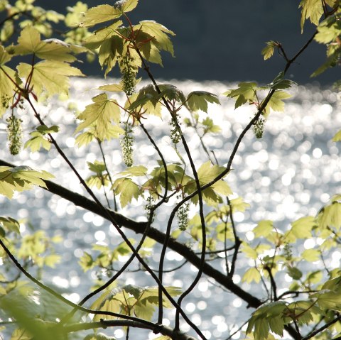 Blick auf den Stausee, © Tourist-Information Bitburger Land