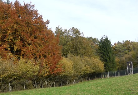 Herbstimpression Wanderweg Badem B3, © Berscheid