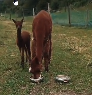 Alpaca's zijn schattig