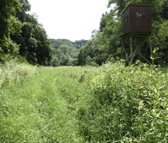 Einsamer Graspfad durch die Kyllaue, © NaturAktivErleben