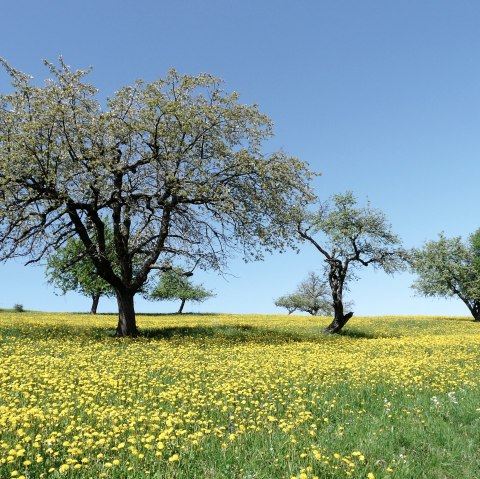 Streuobstwiese