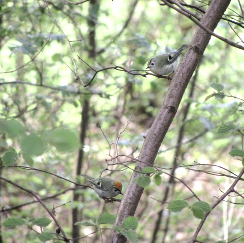 voegel-im-wald