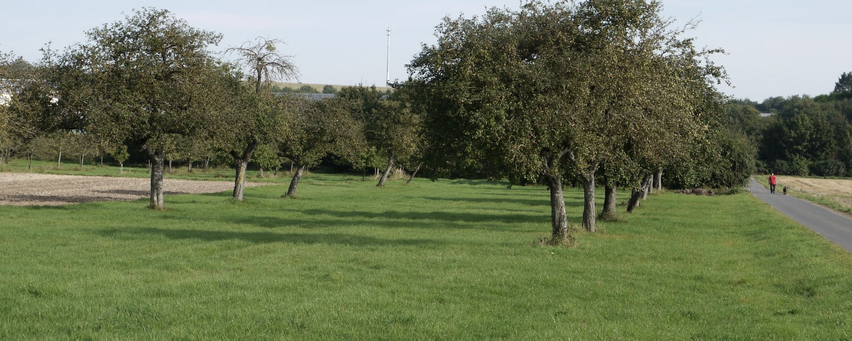 Streuobstwiese auf dem Wanderweg Badem - B1, © Berscheid