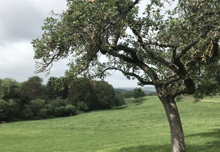 Streuobstwiese in Wilsecker - Wanderweg W 2, © TI Bitburger Land