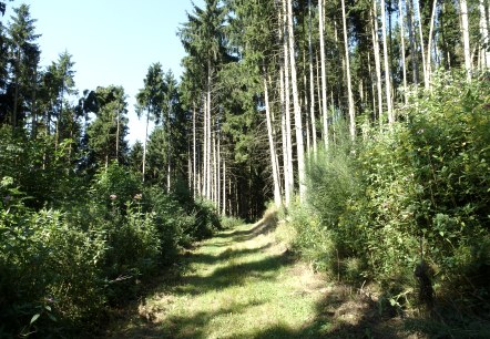 Hochwaldromantik, © NaturAktivErleben