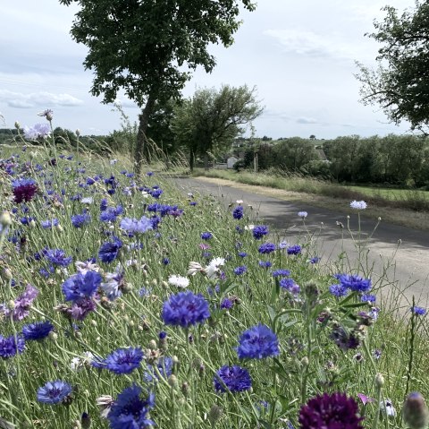 Wanderweg Röhl_Insektenlehrpfad(C)Benjamin Milbach (6)