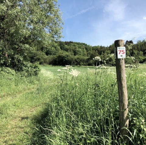 Markierung der Route 75 des Naturpark Südeifel, © TI Bitburger Land