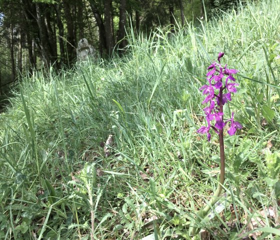 Orchidée, © TI Bitburger Land