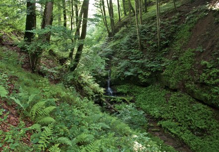 Schluchtenpfad, © Thomas Kirchen