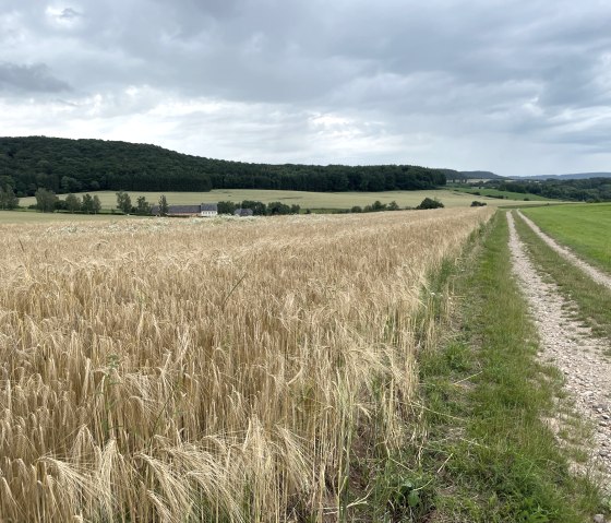 Unterwegs auf dem Wanderweg 1 in Oberweis, © Daniel Köhler