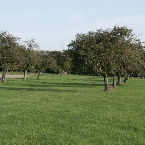 Streuobstwiese auf dem Wanderweg Badem - B1, © Berscheid