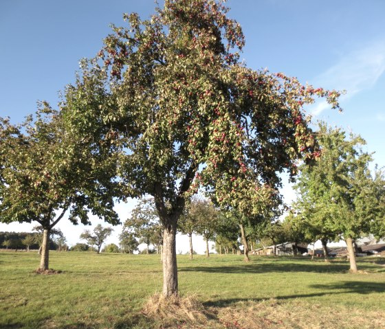 Streuobstwiese in Niederweiler, © TI Bitburger Land