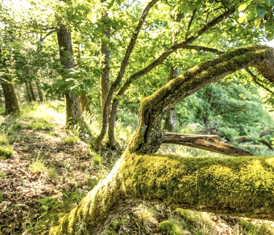 ET-2022-294-Naturwanderpark Deluxe, Neuer-Burg-Weg, Mußeplatz Gutland Balkon-© Eifel Tourismus GmbH, Dominik Ketz, © Eifel Tourismus GmbH