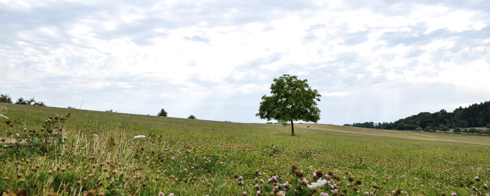 Ausblick auf der kleinen Prümschleife, © TI Bitburger Land