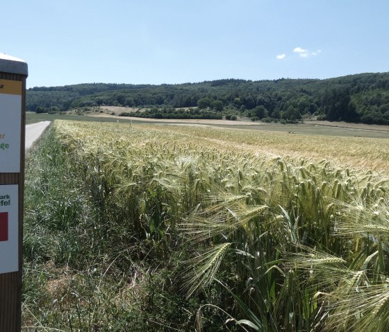 Wegmarkierung am Feldrand, © TI Bitburger Land