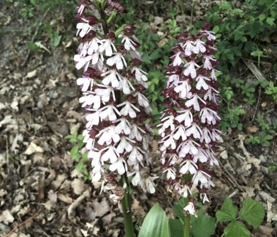 Wilde Orchideen am Wanderweg Nr. 89, © Karl-Heinz Fellmann