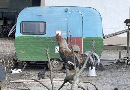 Hühner Campingplatz, © Christians Mühle