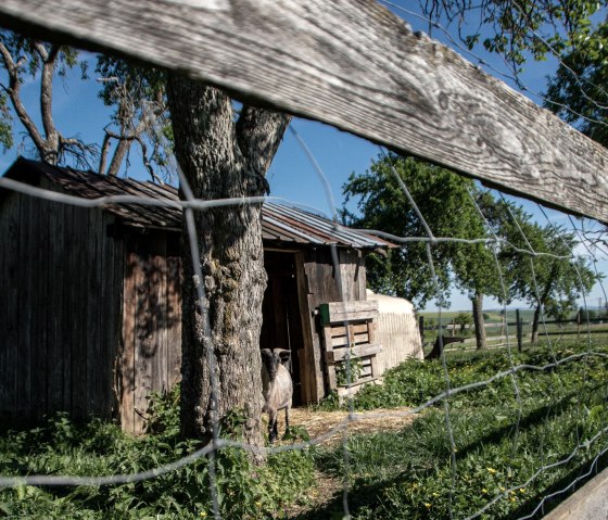 Goat enclosure, © Julia Bartz