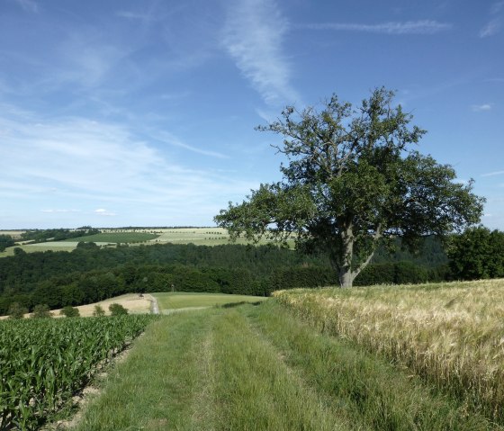 Ein Traumplatz zum Picknicken und Genießen, © NaturAktivErleben