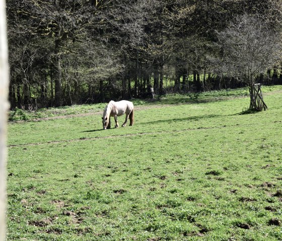 Wanderung auf dem Rundweg OK 2, © TI Bitburger Land