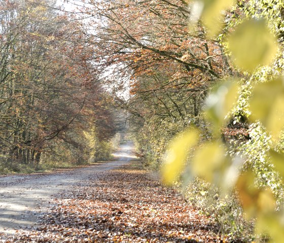 Unterwegs auf dem Wolfspfad, © Ti Bitburger Land