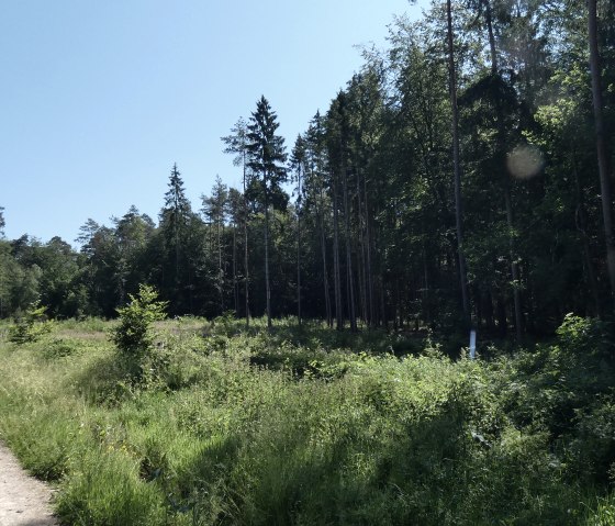 Lichtung im Wald, © TI Bitburger Land