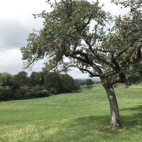 Streuobstwiese in Wilsecker - Wanderweg W 2, © TI Bitburger Land