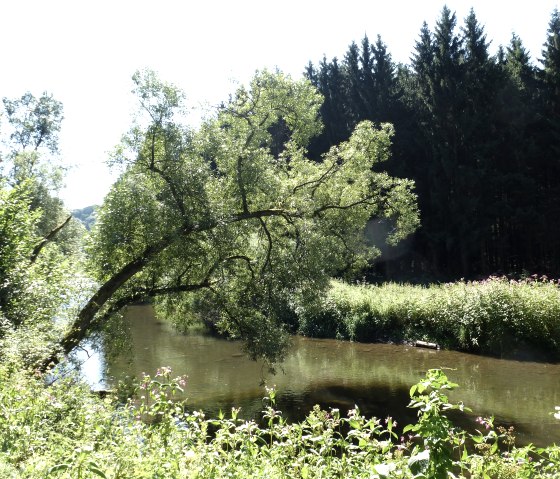 Am Uferweg vor Kyllburg, © NaturAktivErleben