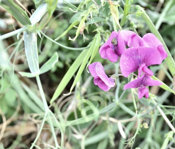 Blume am Wegesrand Naturpark Südeifel Nr. 73, © TI Bitburger Land