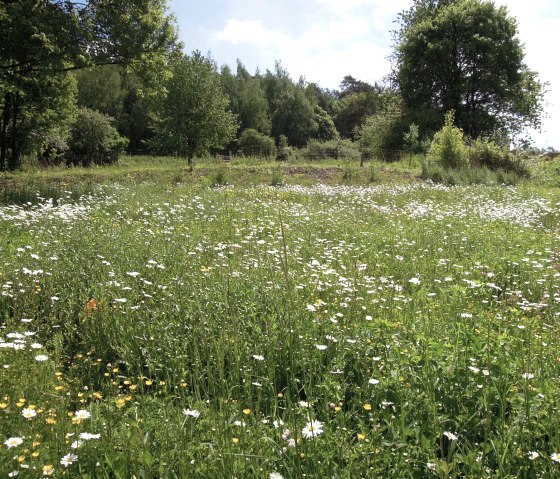 Wildblumenwiese, © Valentin Stamer