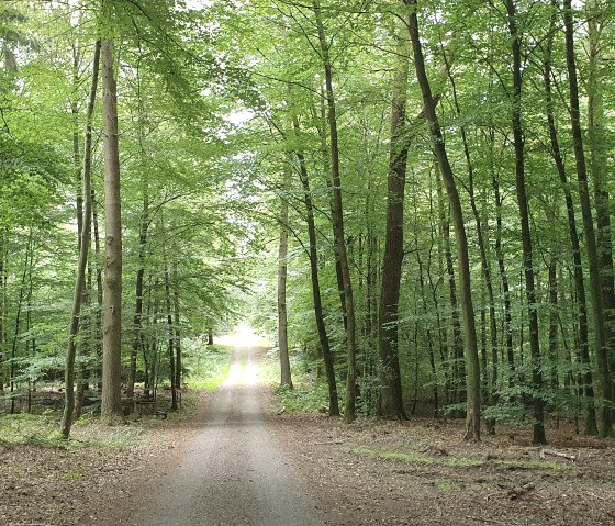Blick in den Wald - Bitburger LandGang Oberkail, © TI Bitburger Land - Steffi Wagner