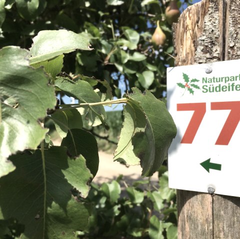 Markierung entlang der Strecke Nr. 77 des  Naturpark Südeifel, © TI Bitburger Land