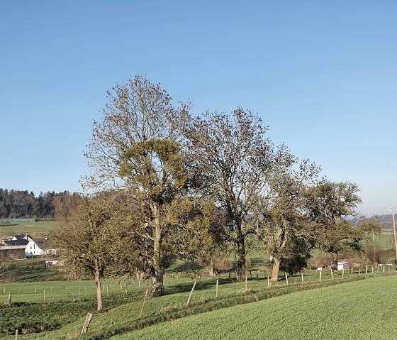 View of Trimport - Bitburger LandGang Trimport, © TI Bitburger Land - Steffi Wagner