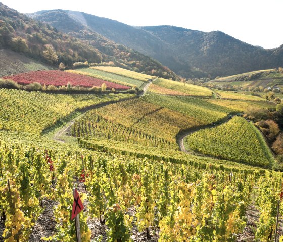 Weinhänge an der Ahr, © Dominik Ketz / Rheinland-Pfalz Tourismus GmbH