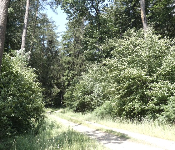 Waldweg, © TI Bitburger Land