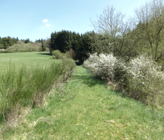 Üppig bewachsene Wege, © NaturAktivErleben