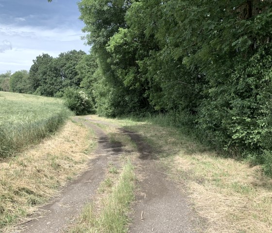 Röhler Wald- und Wiesensteig(C)Benjamin Milbach (9), © Benjamin Milbach